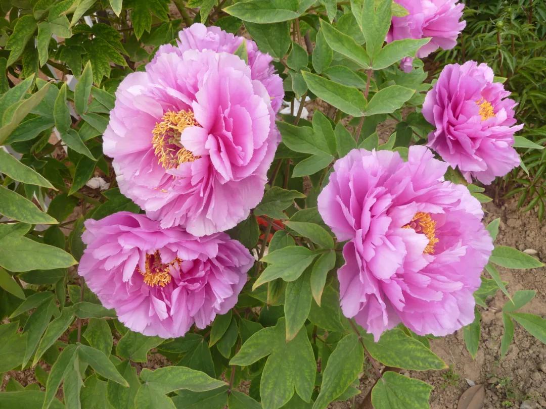 国色天香牡丹花雍容华贵,花中之王国色天香牡丹花