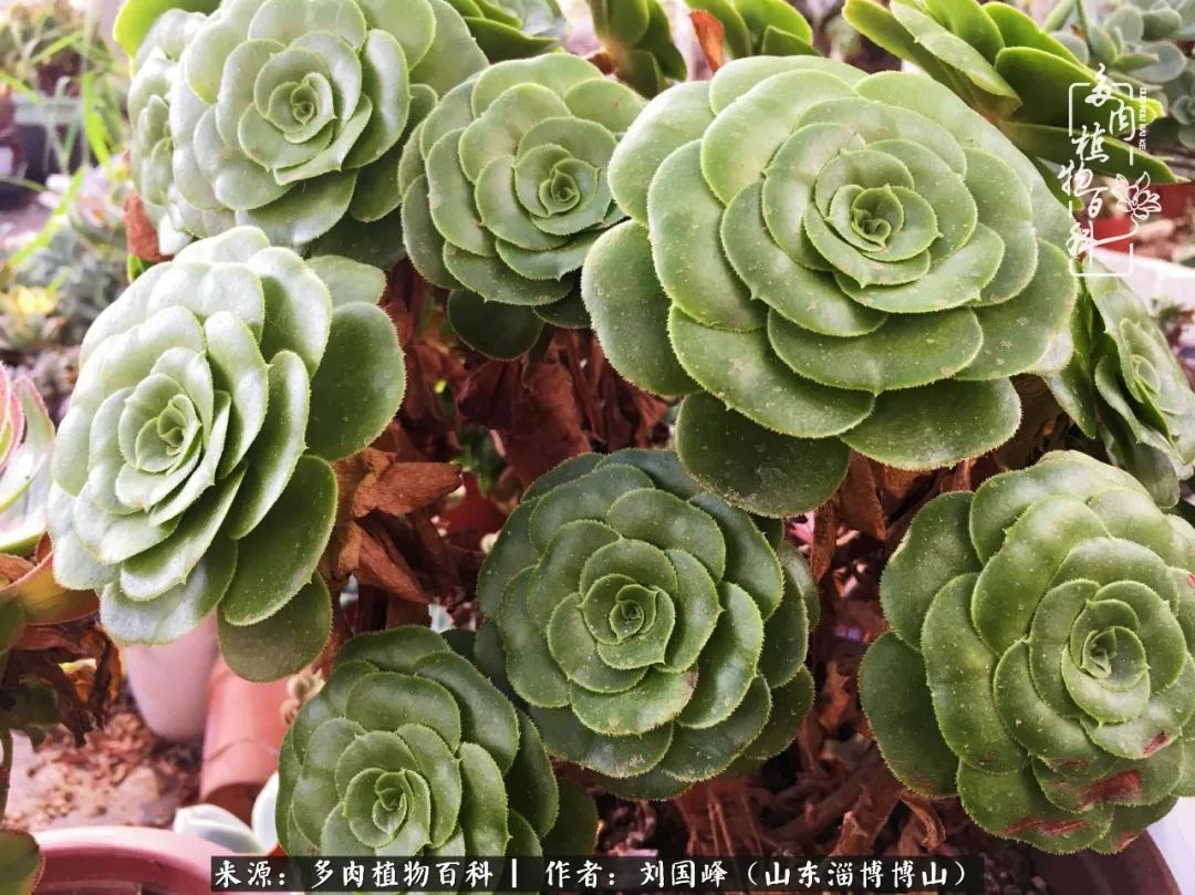 多肉安全度夏技巧,多肉如何度夏教学