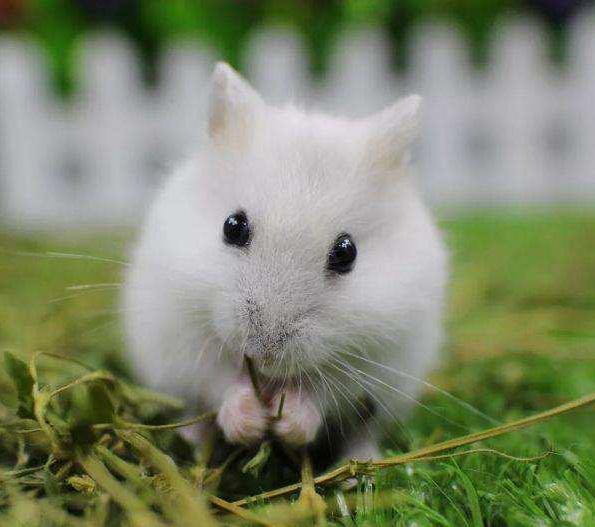 上大学宿舍适合养的小动物,适合独居女生养的小动物