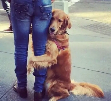 新手养金毛和拉布拉多哪个更合适,到底是养拉布拉多好还是养金毛好