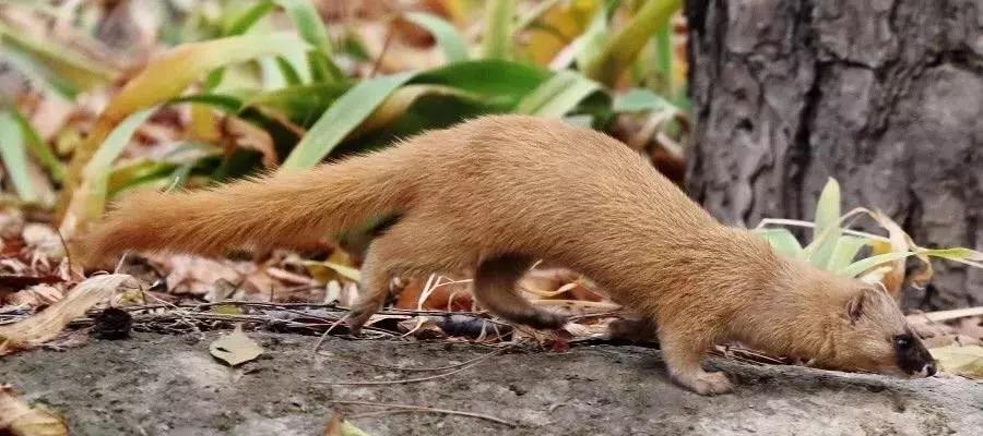 北京这个学校很“火”!坐拥3大花园、果园、动物园,集美貌与知识于一体!