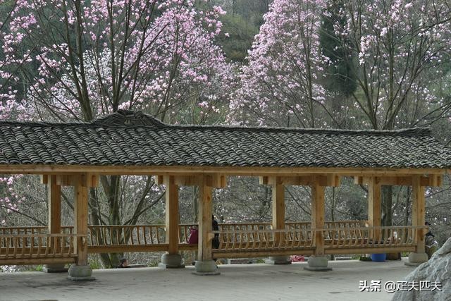 药王谷传奇（49）药王谷珍爱生命*界无**，茅草根不惧风火霜雪