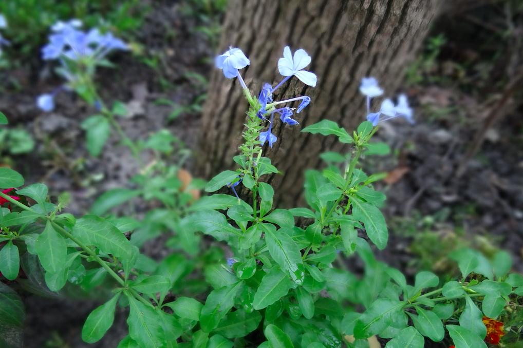 植物的能量和疗愈,植物的灵性和疗愈的力量