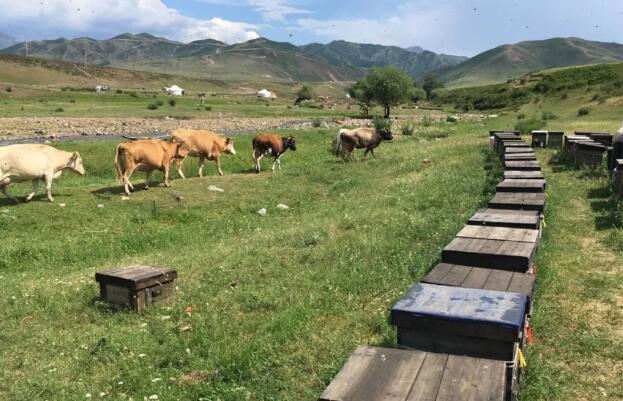 大参林的百花蜂蜜是真的蜂蜜吗,正宗百花蜂蜜真假识别