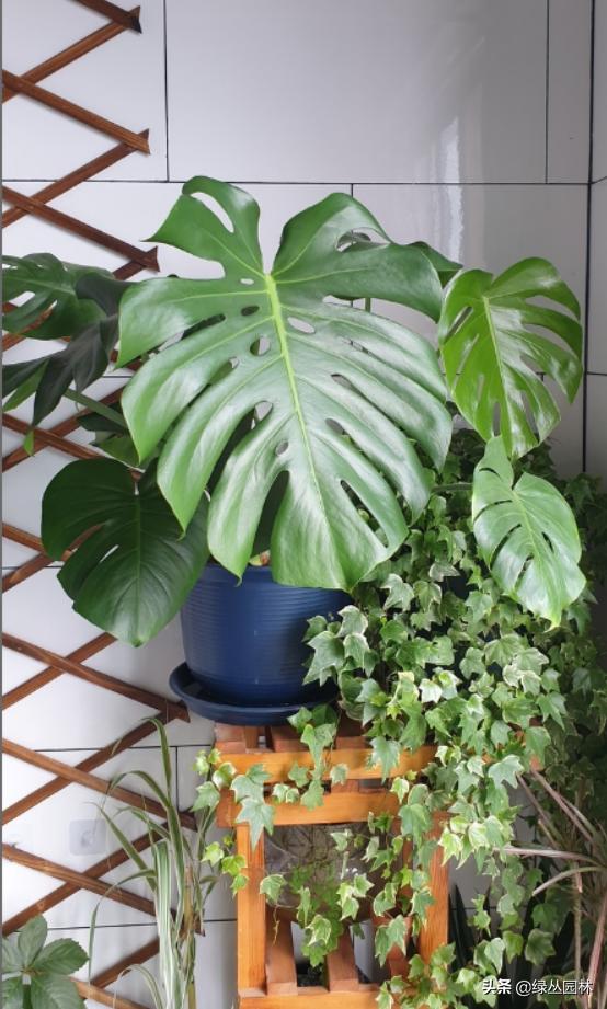 武汉养花技术哪里培训,北京养花小技巧