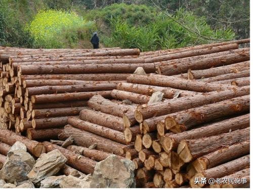 杉木这几年价格涨了吗,杉木目前价格上涨吗