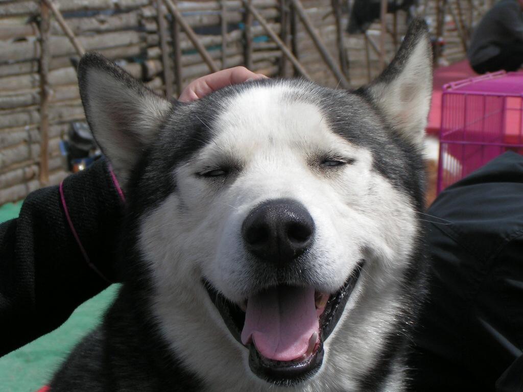 狗狗一生最想做的8件事,这25件小事狗狗最希望主人知道