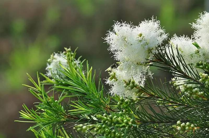 绿化用苗有哪些好品种,现在春季绿化都有哪些绿化苗