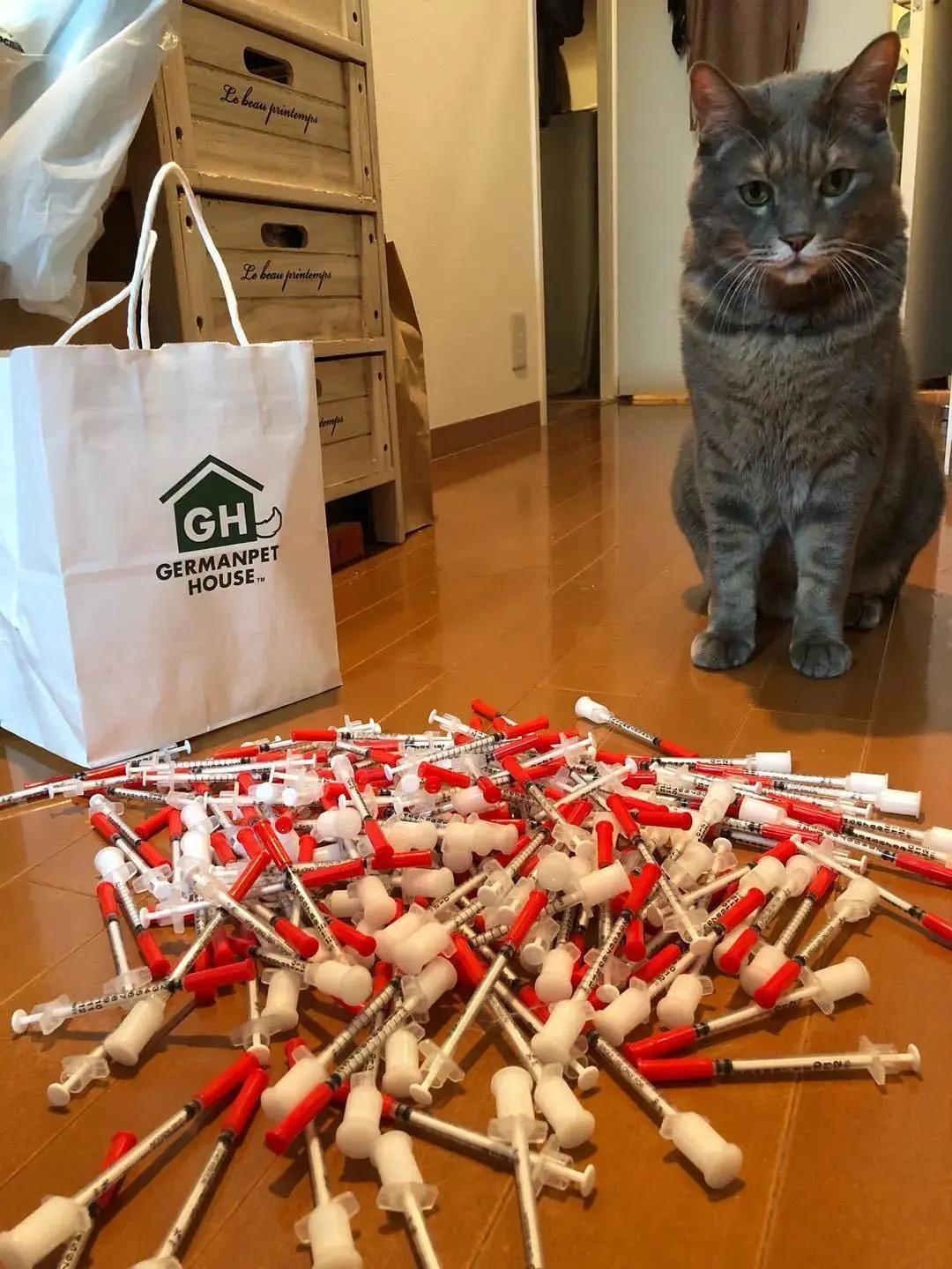 猫咪糖尿病如何诊断,猫咪糖尿病如何确诊