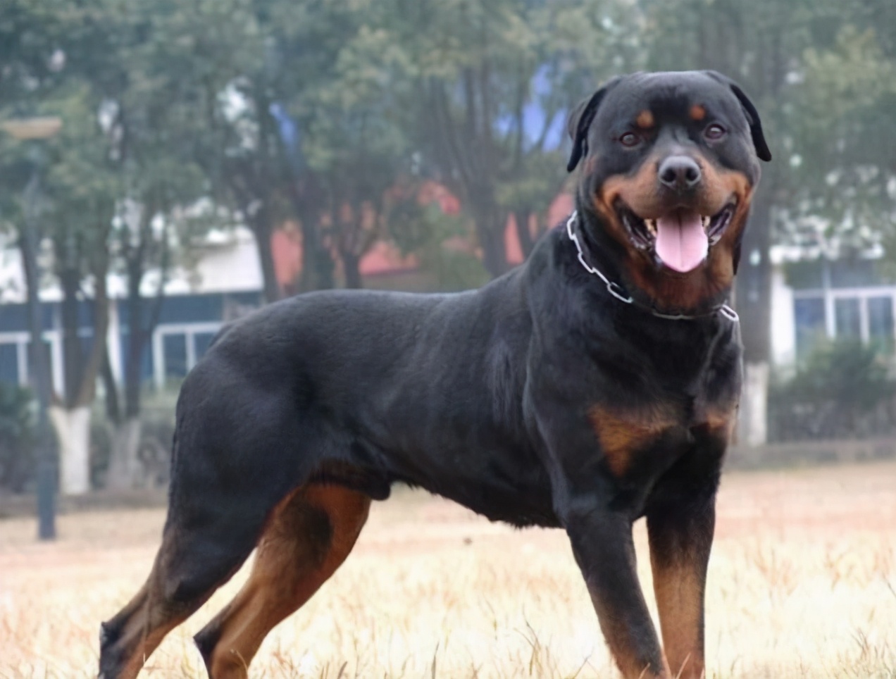 狗服从性训练有哪些,对主人最服从的狗排名