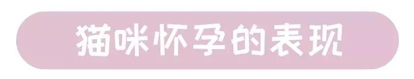 猫咪怀孕准备的东西全套,猫咪怀孕准备要生了有什么症状