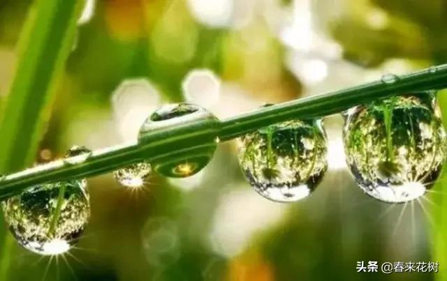 园林景观种树成活率高的方法,园林种植如何提高存活率