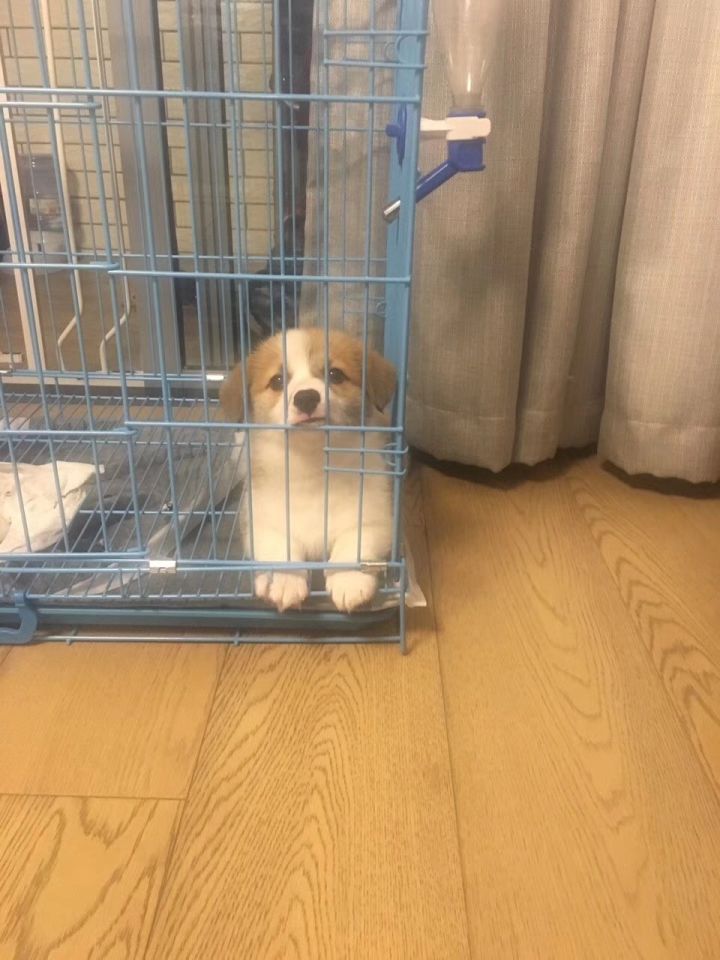 新手如何养博美犬,新手如何涂粉底