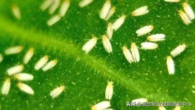 种菜防治病虫害最简单方法,种菜病虫害图片大全