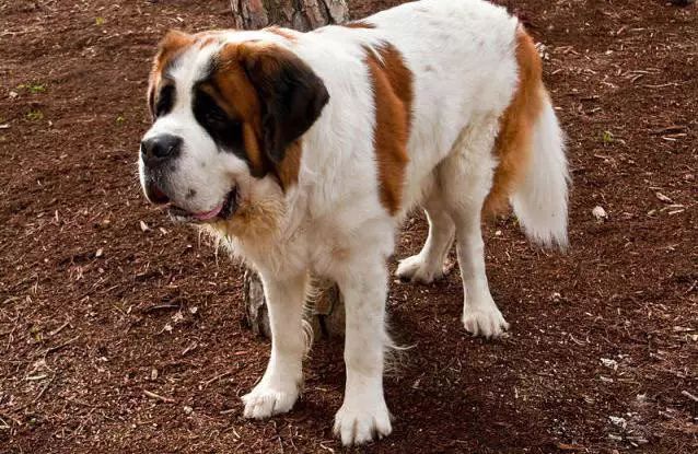 72种名犬分类介绍及图片,72种名犬及图片