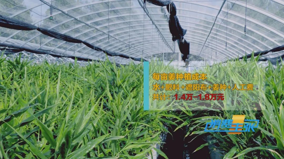 大量精品生姜出售,今日鲜姜收购价格