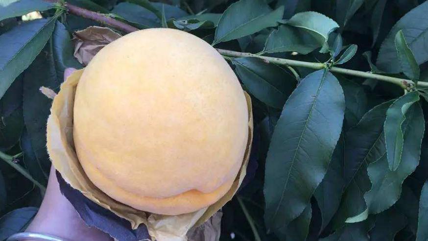 黄桃种植方法全过程,黄桃嫁接用什么砧木最好