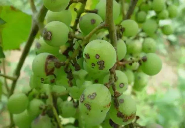 累了一年总结,葡萄病害对照表图