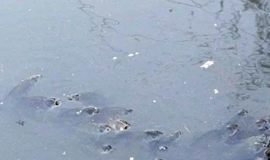 天气变冷鱼缺氧是怎么回事,天气高温忽然降温鱼口怎样