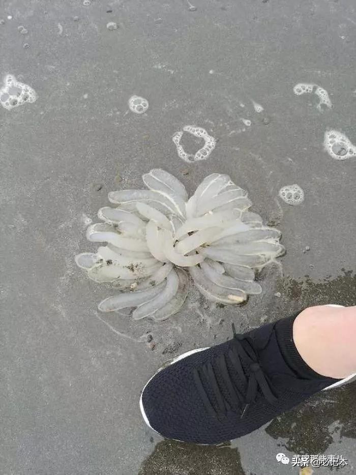 不知道的奇怪小玩意,奇怪古怪的物件