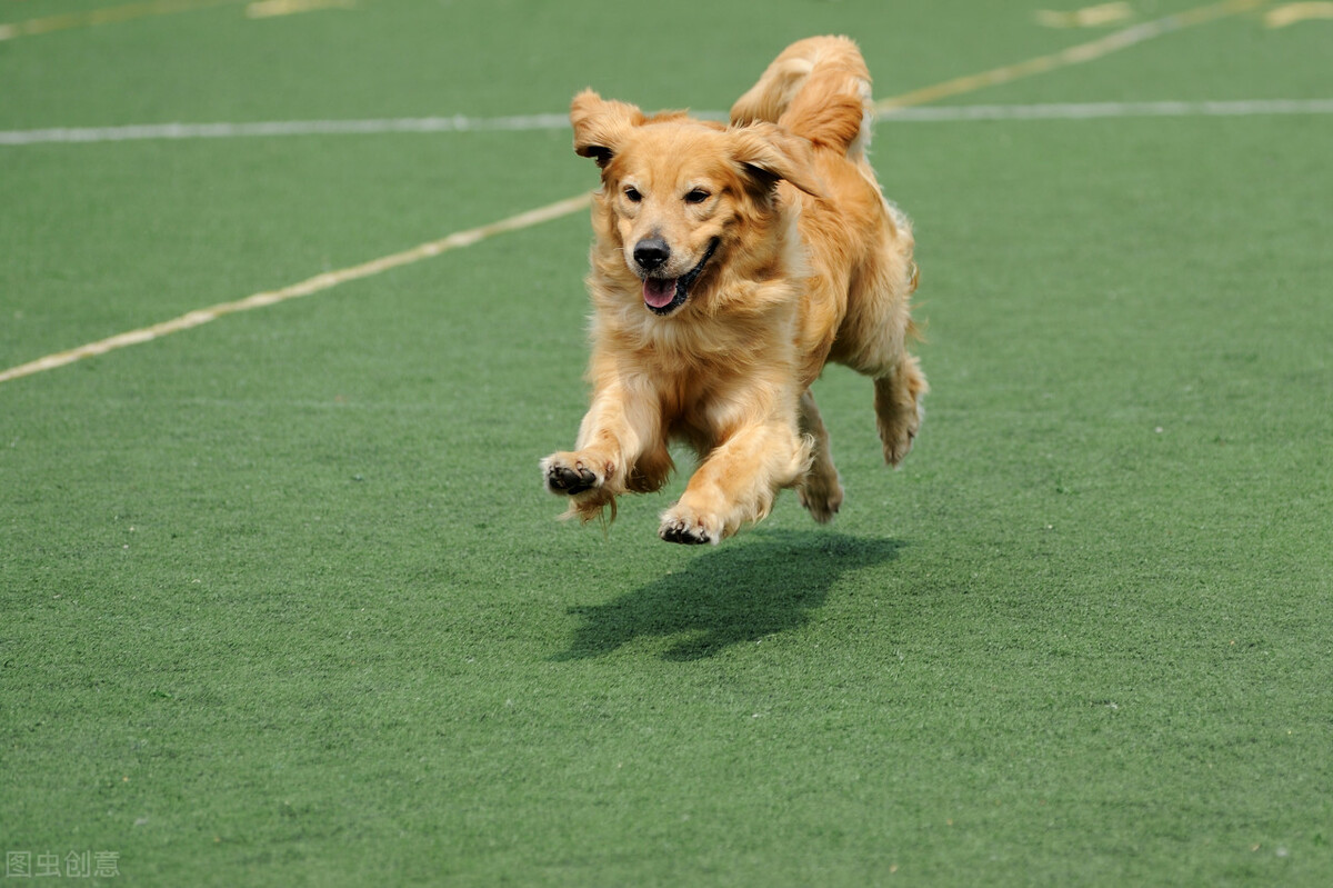 金毛洗澡注意事项有哪些,金毛蕨的养殖方法和注意事项