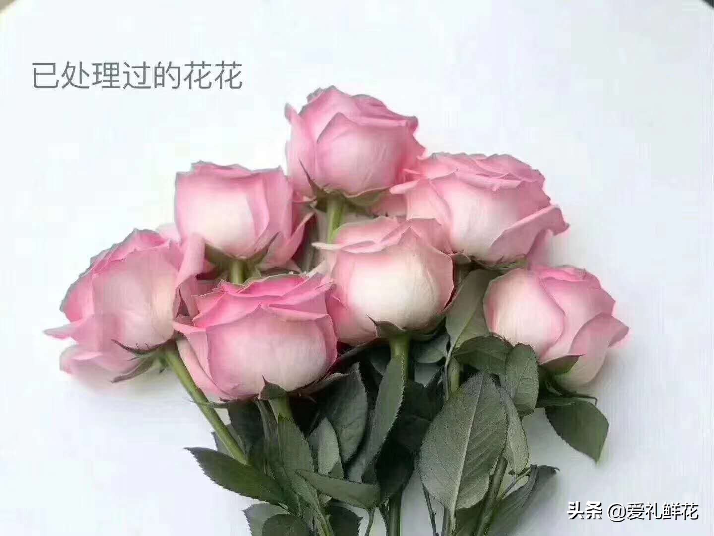 鲜切花玫瑰花上有小白虫子怎么办,鲜切花玫瑰怎样区分品质好坏