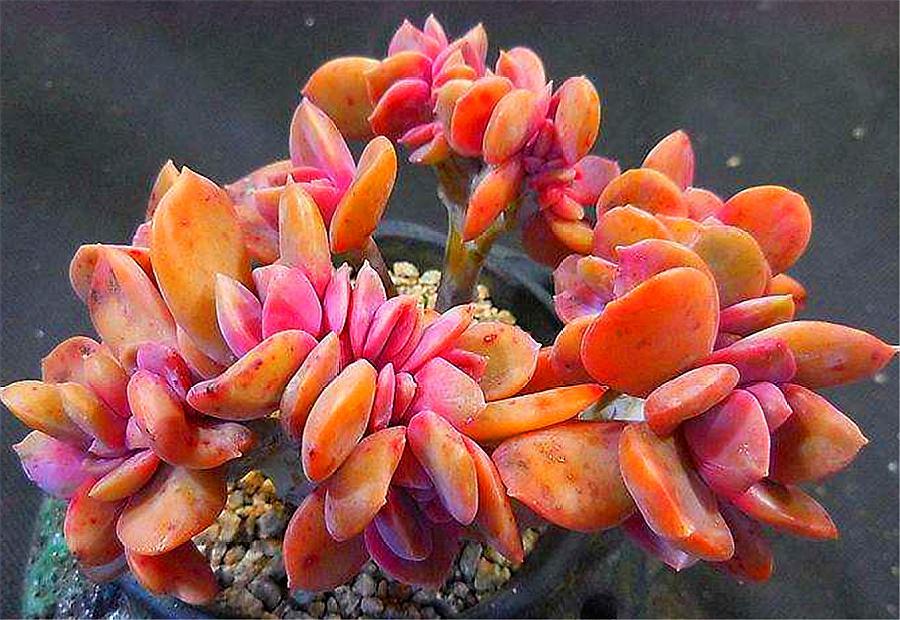 多肉彩虹糖养殖方法 (多肉彩虹糖和多肉紫乐哪个好养)