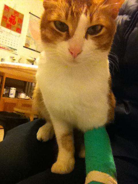 猫咪经常上蹿下跳会得髌骨脱位吗,猫咪脱臼了治疗要多少钱