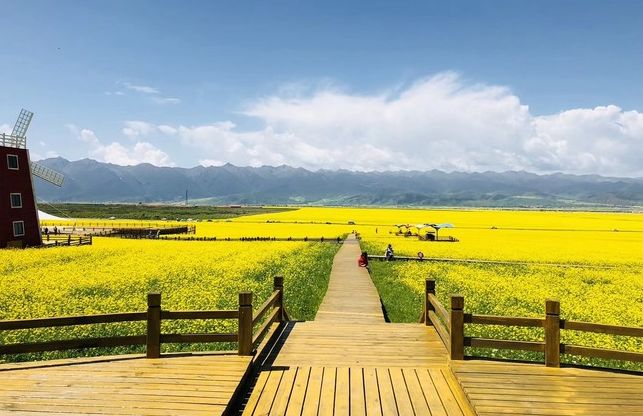 八月下旬去青海合适吗,8月去青海适合吗