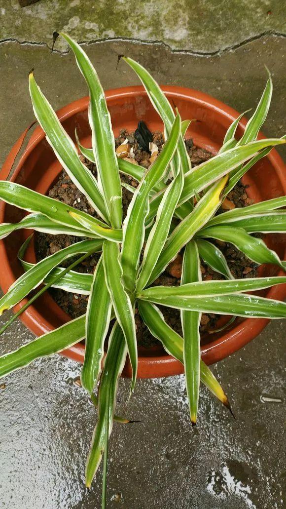 叶子出现9大“信号”,要小心,是提醒要浇水、施肥、补光了