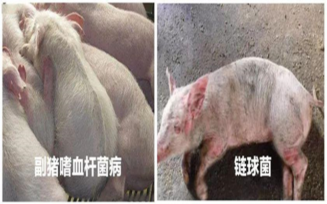 断奶仔猪感染怎么治,断奶仔猪如何预防副猪