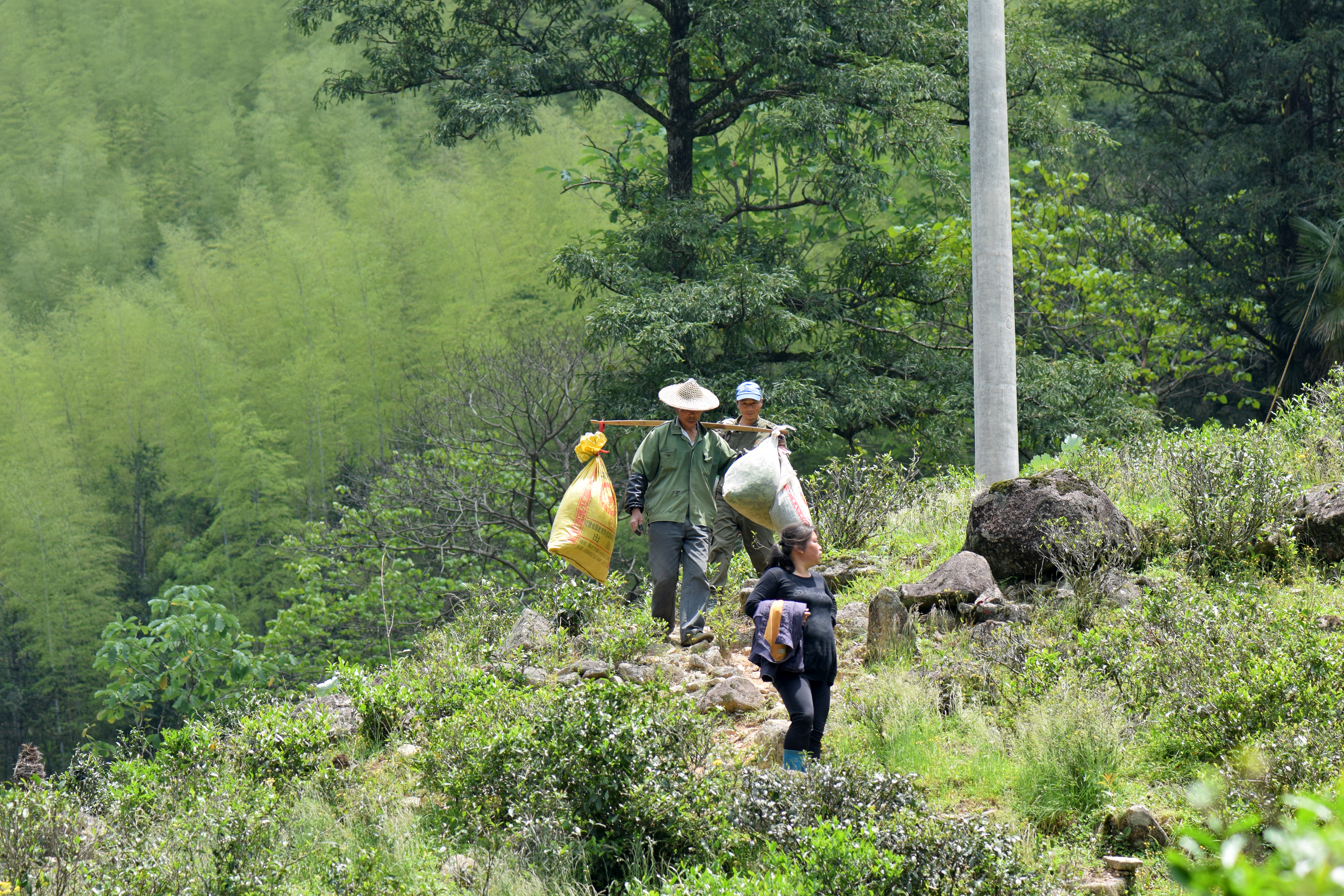 从业十年我所经历的火爆和低迷,茶行业真实揭露