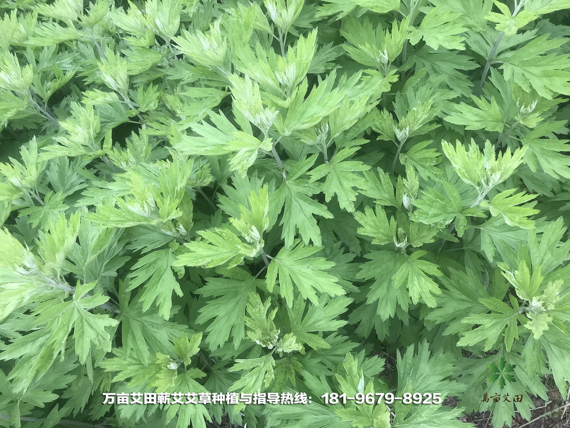 蕲艾艾草适合在北方种植吗,九尖蕲艾艾草种植基地