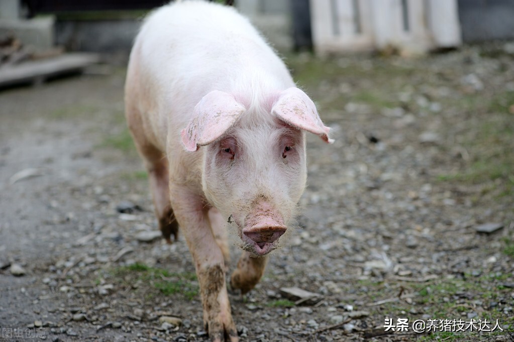 母猪产后不吃料的原因和预防措施,母猪产后不吃原因及解决方法大全