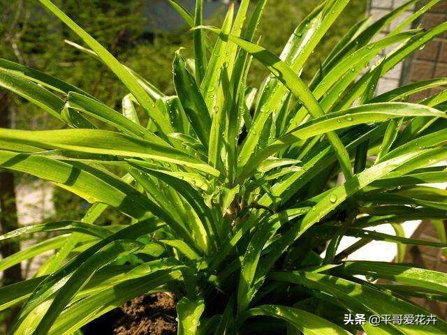 被晒蔫的植物怎么挽救,植物冻了怎么救活