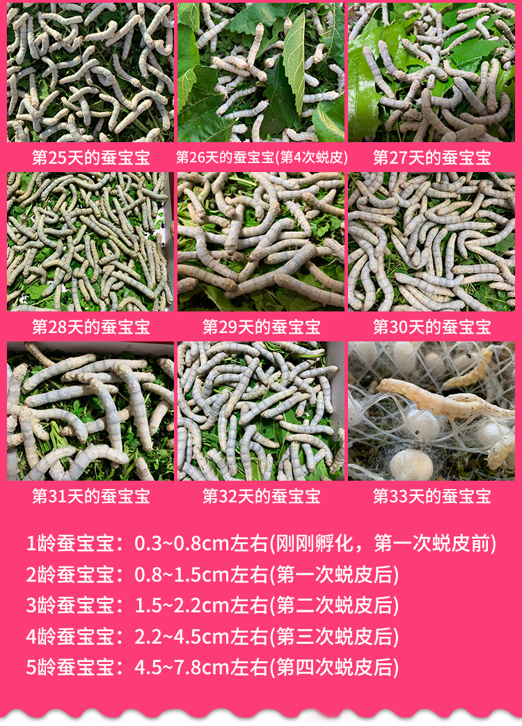 让孩子养个蚕宝宝,小学生在家里怎么养蚕宝宝