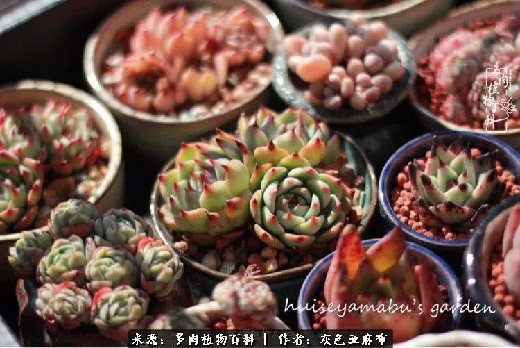 许我向你看,许我向你看演唱