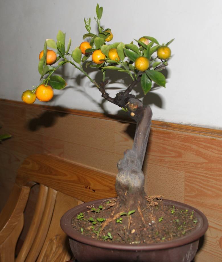 喜欢果树养一盆小金桔,枝叶繁茂能结果,放在家里有美好寓意