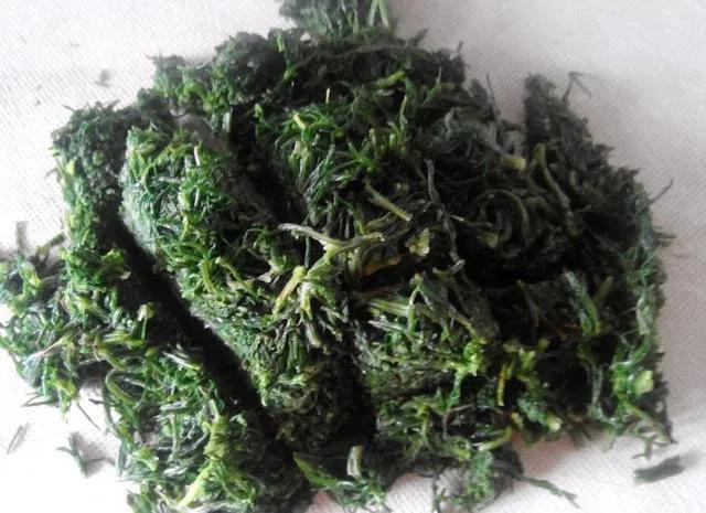 美国遭遇风滚草入侵,风滚草入侵中国后怎样了