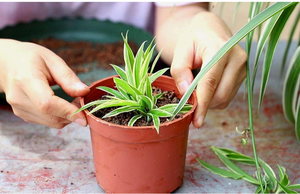 春天养“吊兰”，就得下“狠手”，上、下各剪一刀，呼呼冒新叶！