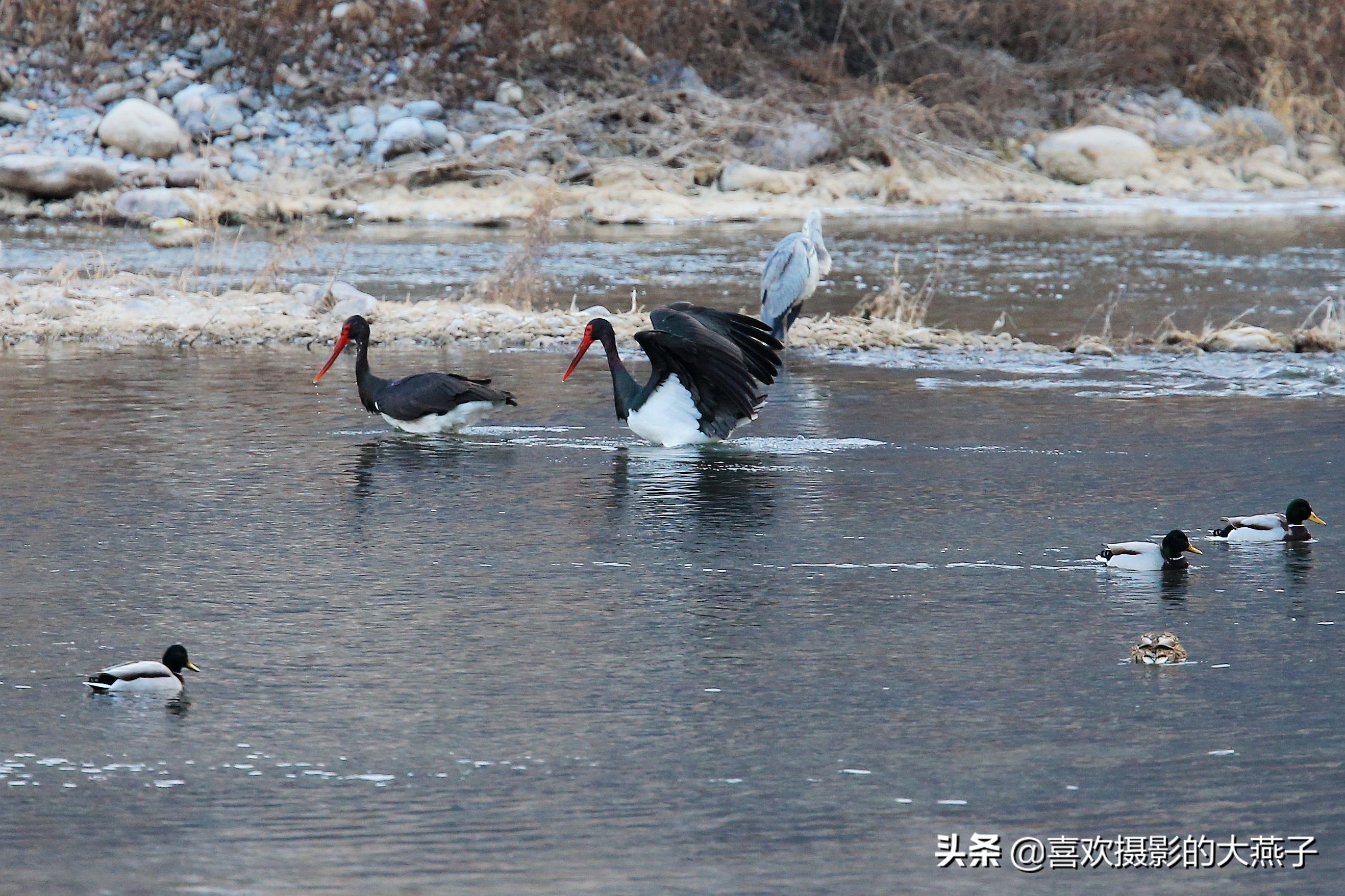 閲庣敓榛戦钩,榛戦钩椋炵繑鍥剧墖