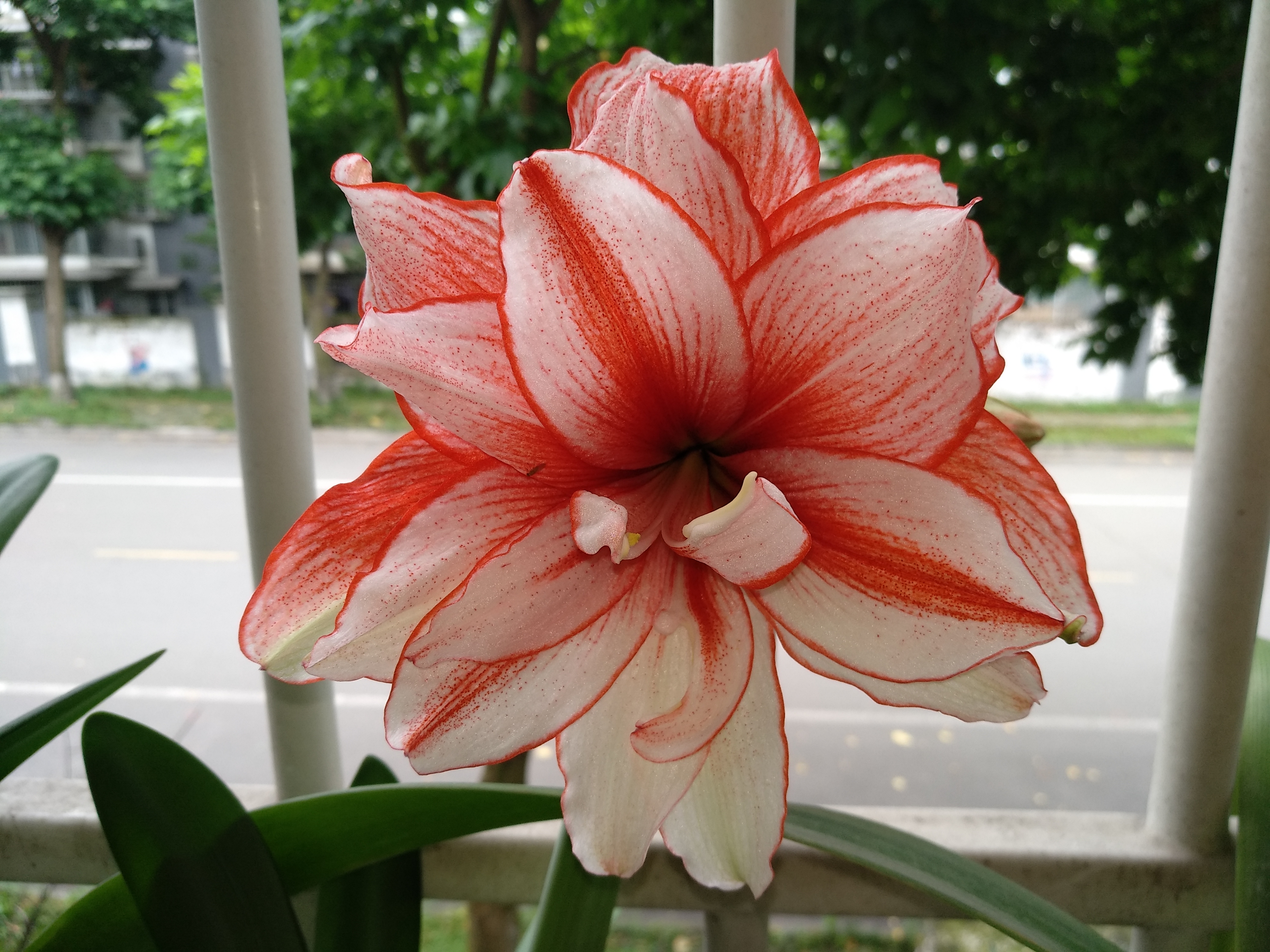 进口朱顶红种球烂了怎么修复,朱顶红种球根烂还有白色的虫