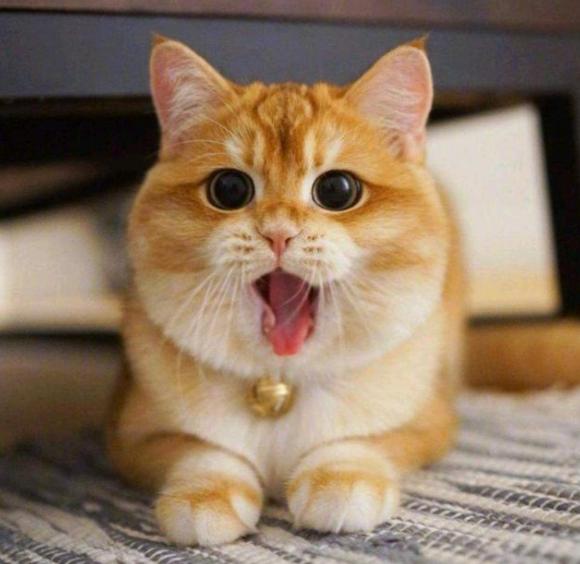 养什么猫旺家猫,养哪种猫有招财转运