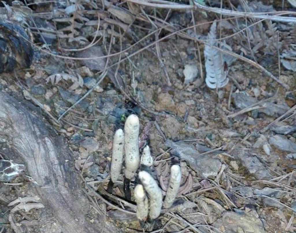 黑柄炭角菌长树上,黑柄炭角菌可食吗