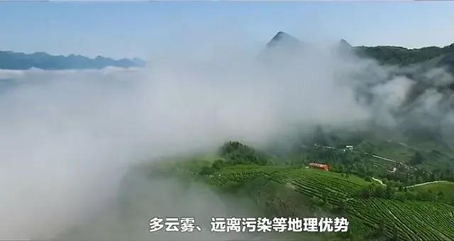 老魏茶叶,茶叶哥老邹