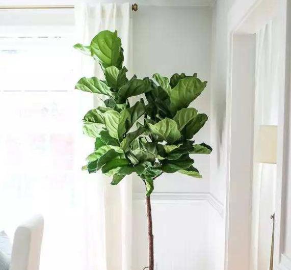 如何让琴叶榕变粗壮,琴叶榕株型好看