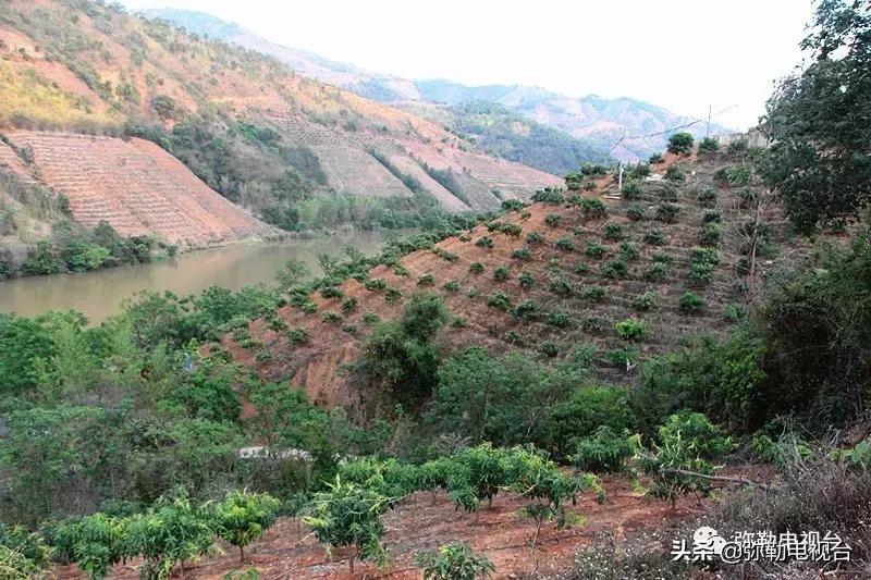 弥勒千亩西瓜熟了!黄心瓜、红心瓜、小香瓜…你喜欢哪种?