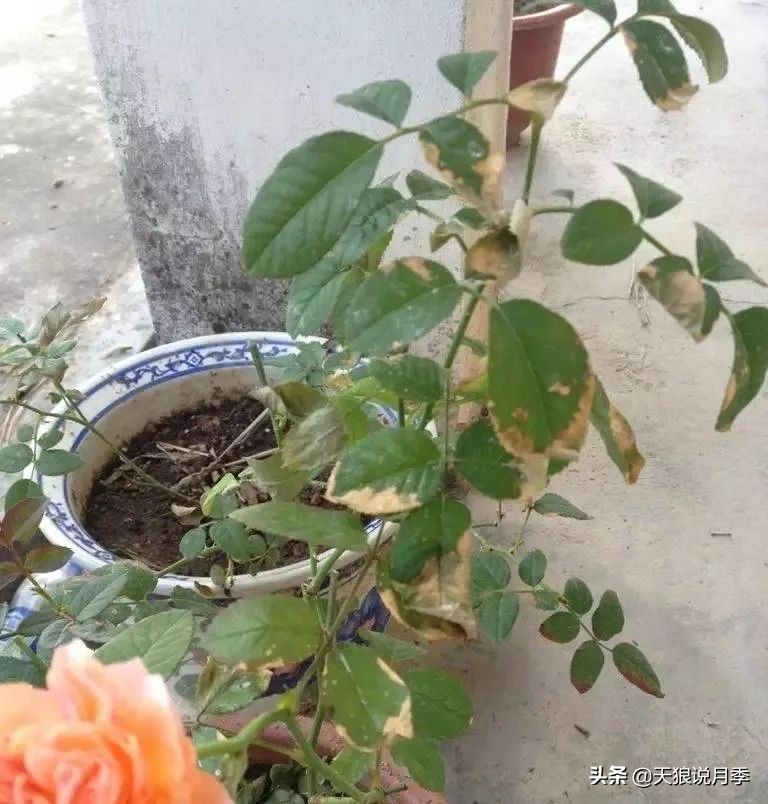新长的月季叶子卷曲萎蔫怎么回事,月季叶子绿的就蔫了