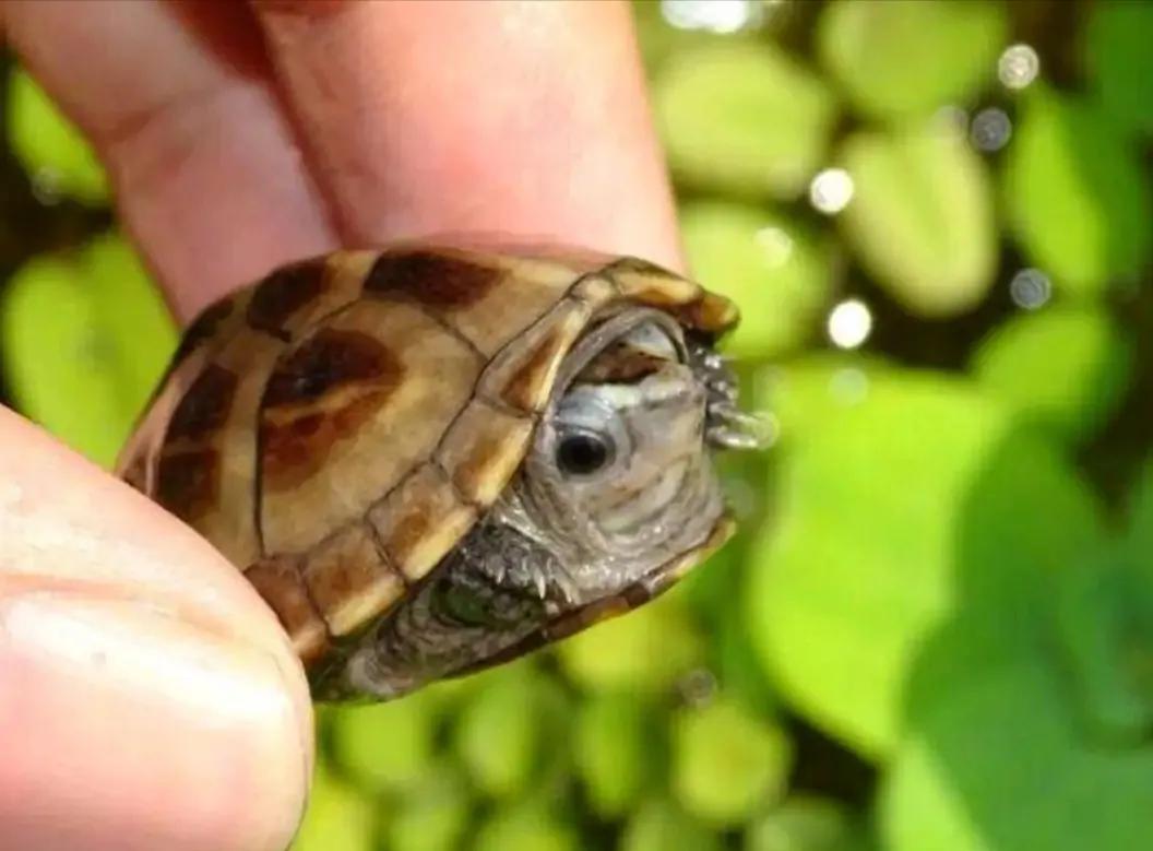 蛋龟混养推荐什么品种,蛋龟和泥龟一共有多少种品种