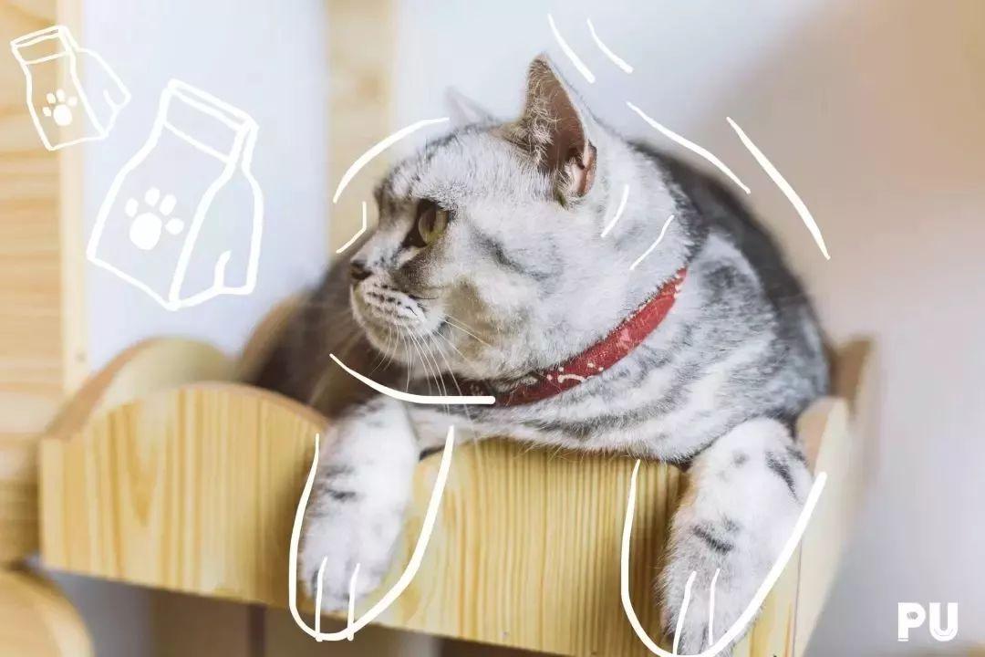 适合带猫咪下午茶好去处,佛山南海区猫咪推荐